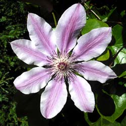 Clematite 'Nelly Moser'